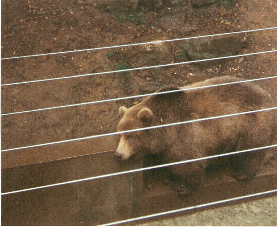 Hayley the European Brown Bear at Dartmoor Wildlife Park, 4 October 1993