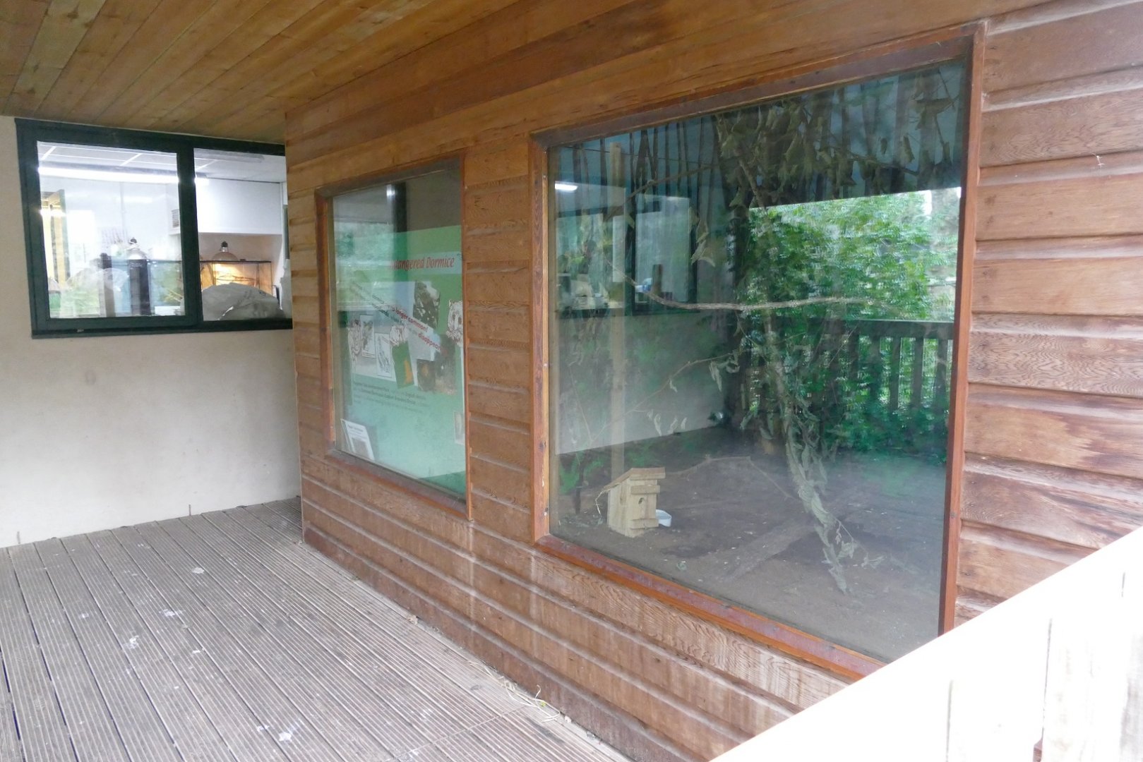 Hazel dormouse enclosure, January 2019