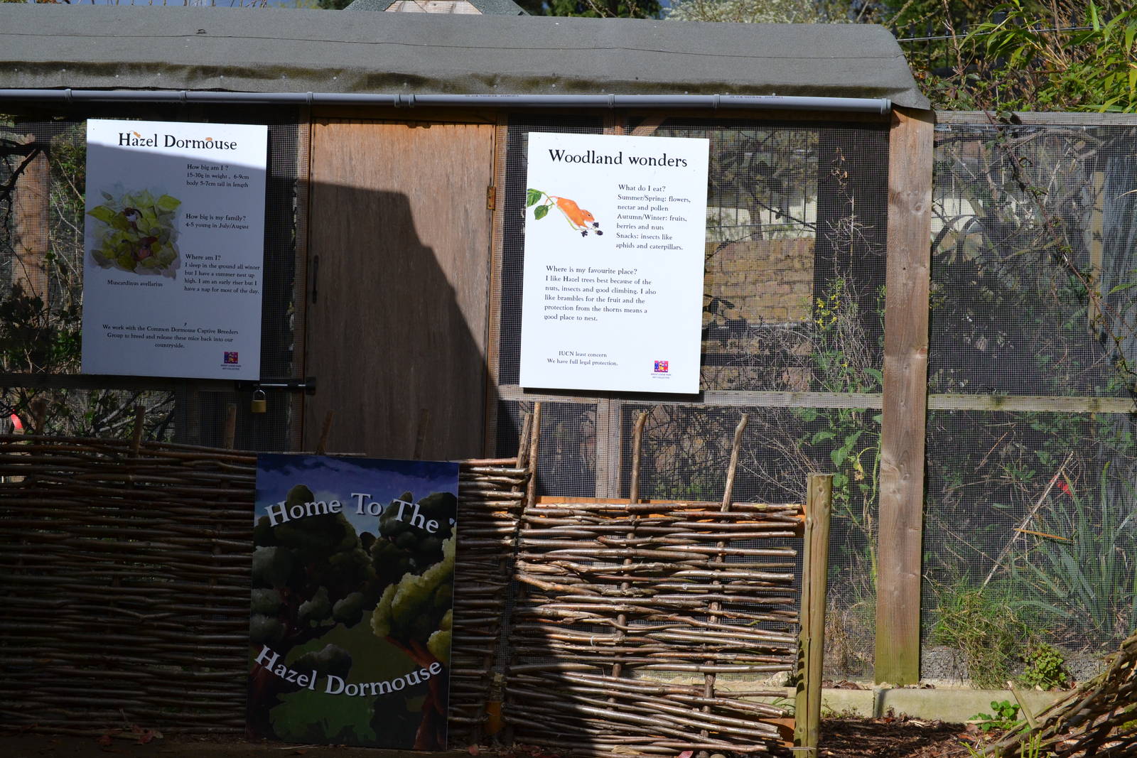 Hazel Dormouse enclosure