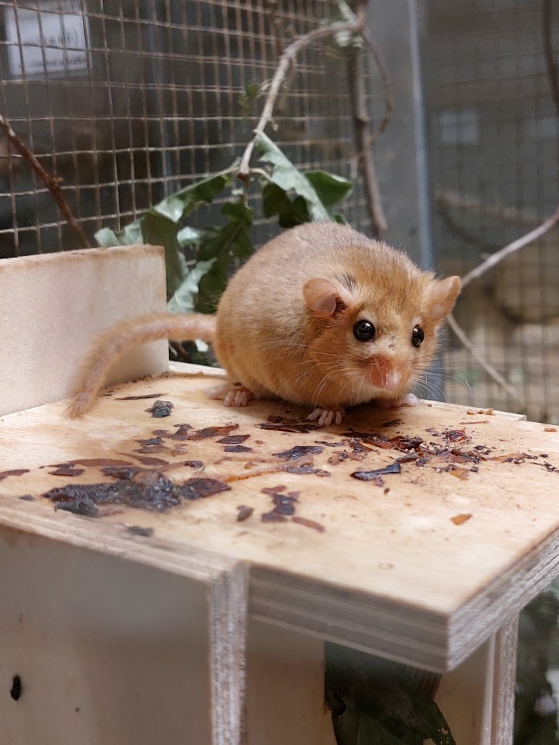 Hazel dormouse (Muscardinus avellanarius)