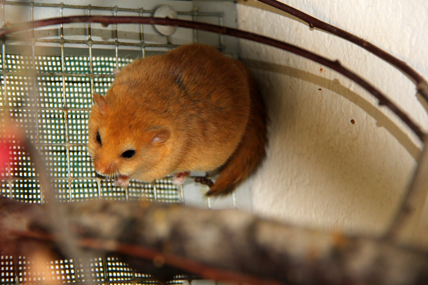 hazel dormouse or common dormouse (Muscardinus avellanarius)