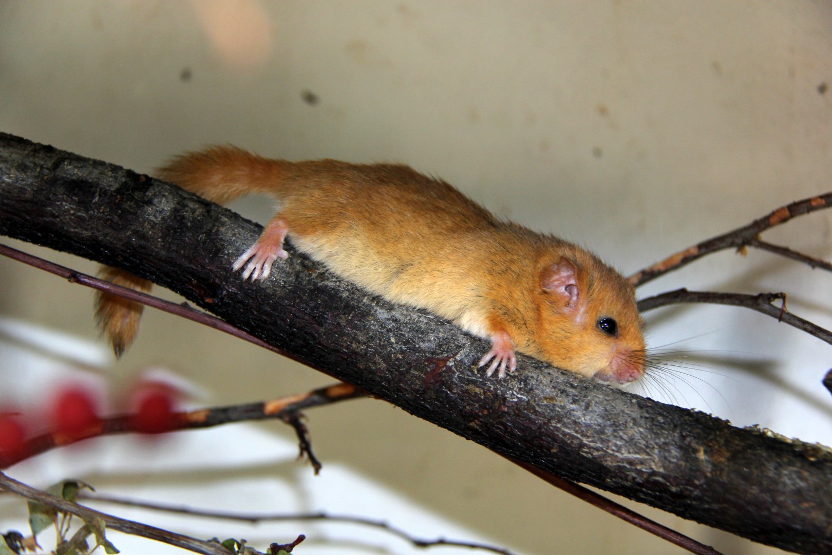 hazel dormouse or common dormouse (Muscardinus avellanarius)