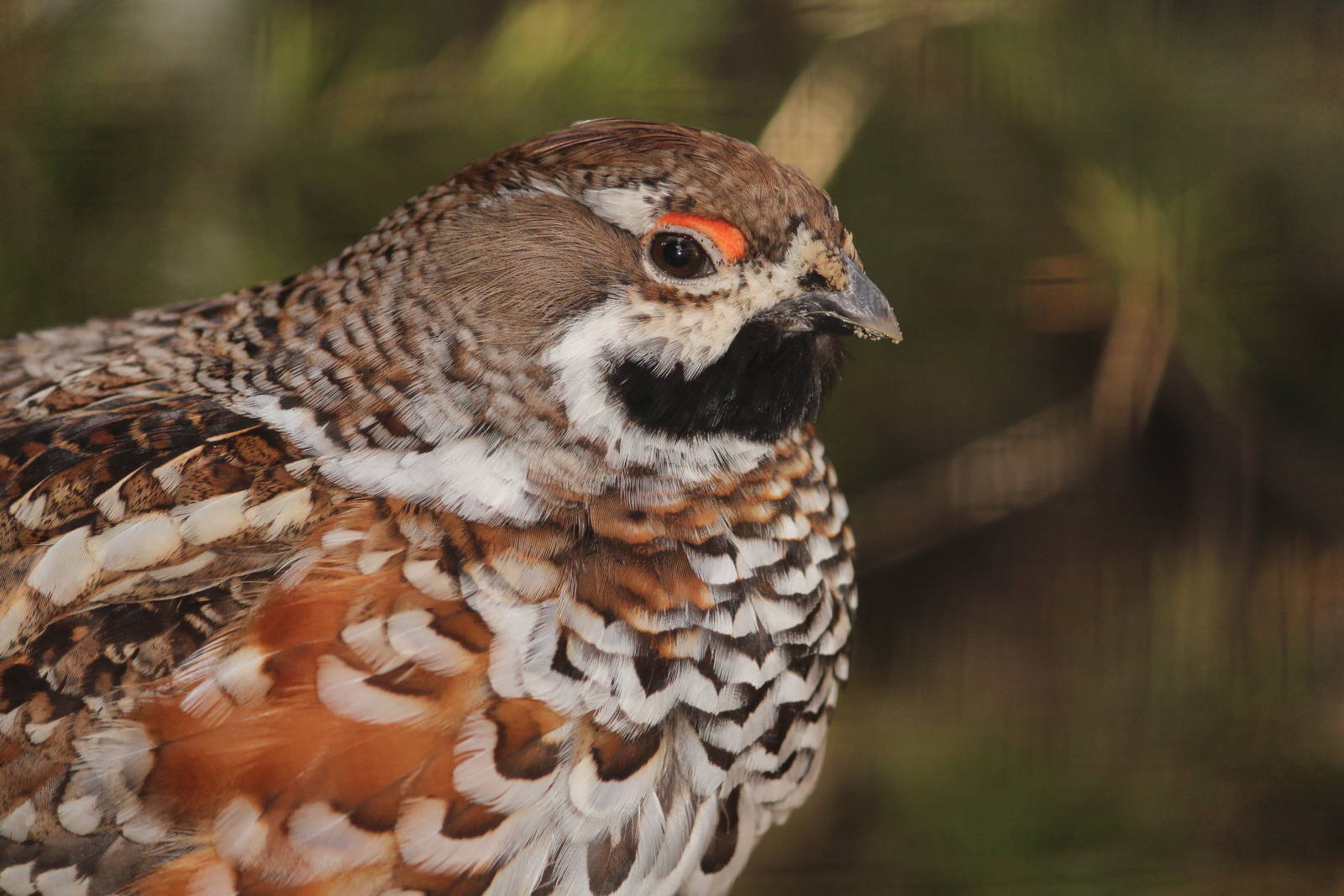 Hazel grouse, April 2015