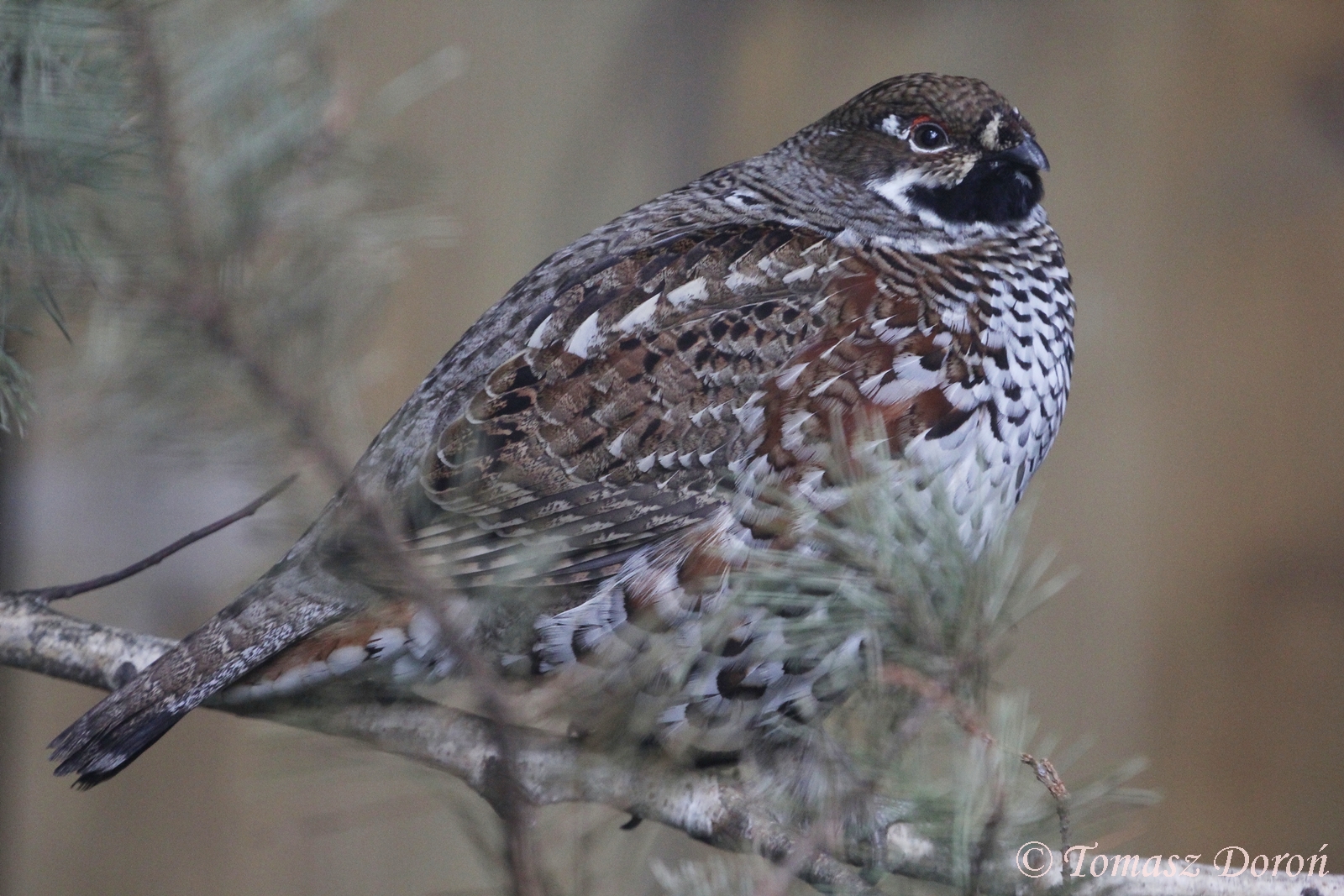Hazel Grouse (Bonasa bonasia), ad. male, September 2017