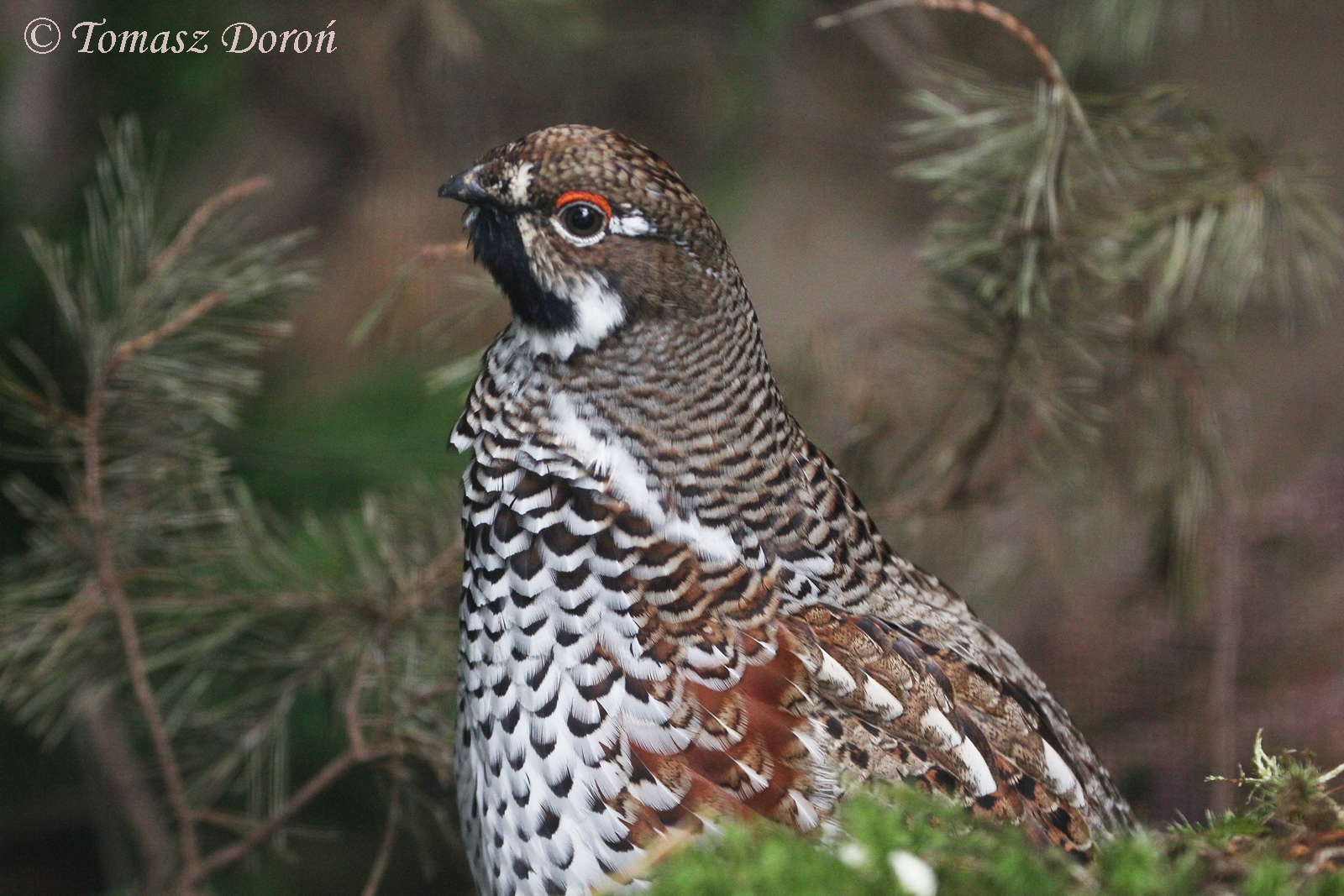 Hazel Grouse (Bonasa bonasia), ad. male, September 2017