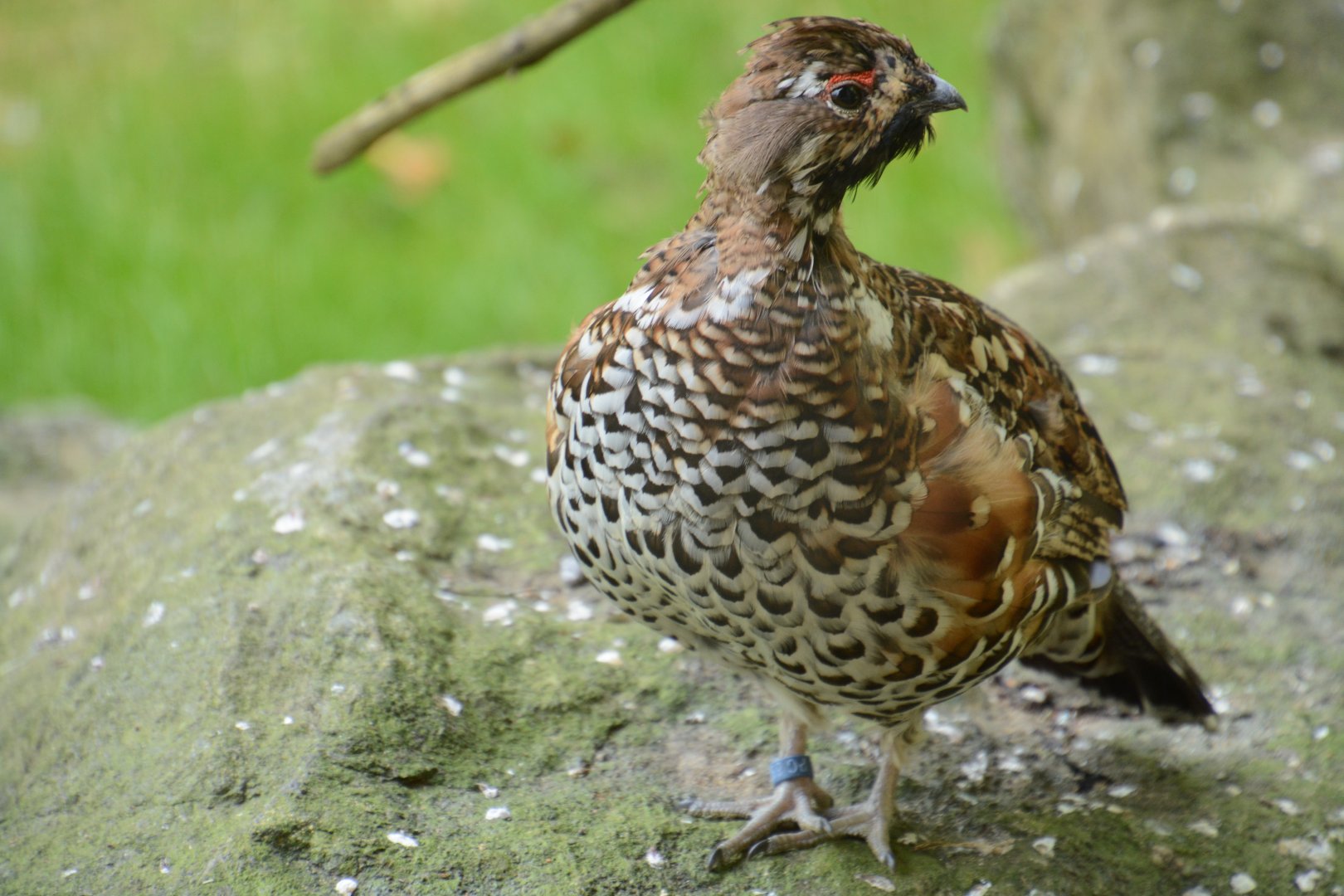 Hazel grouse
