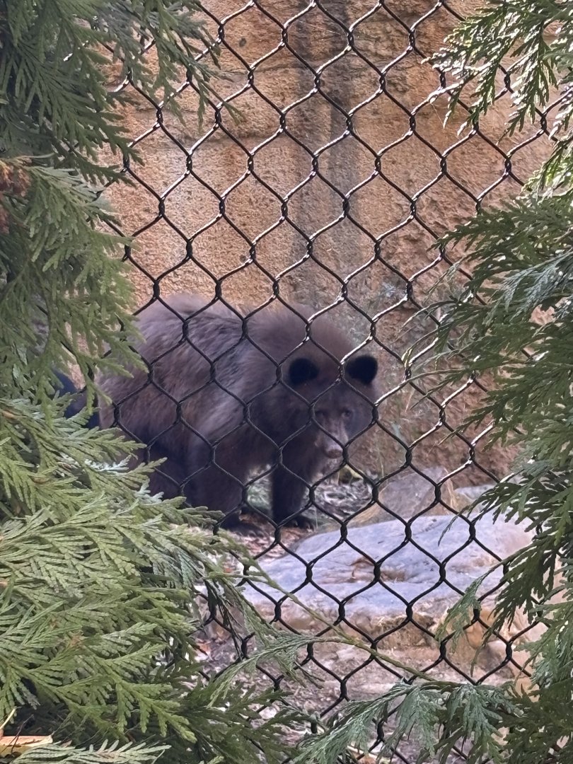 Hazel the Black Bear - Black Bear Ridge