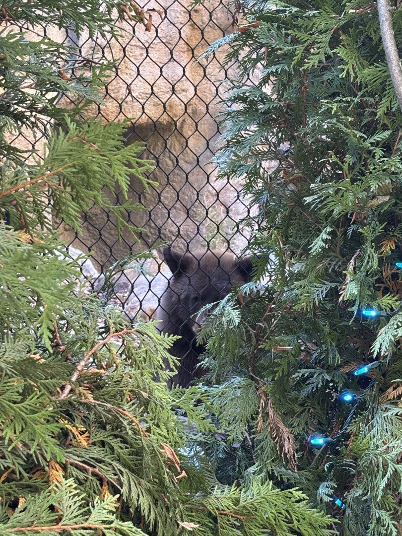 Hazel the Black Bear - Black Beat Ridge