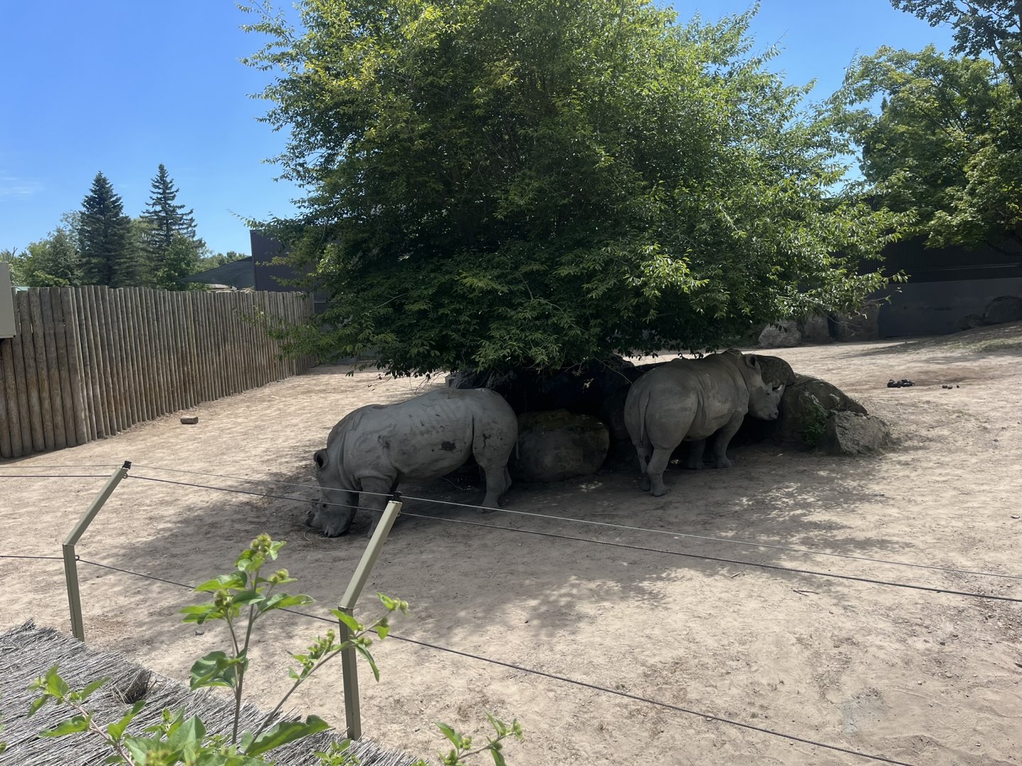 Hazina and Alice(white rhino) hiding in the shade
