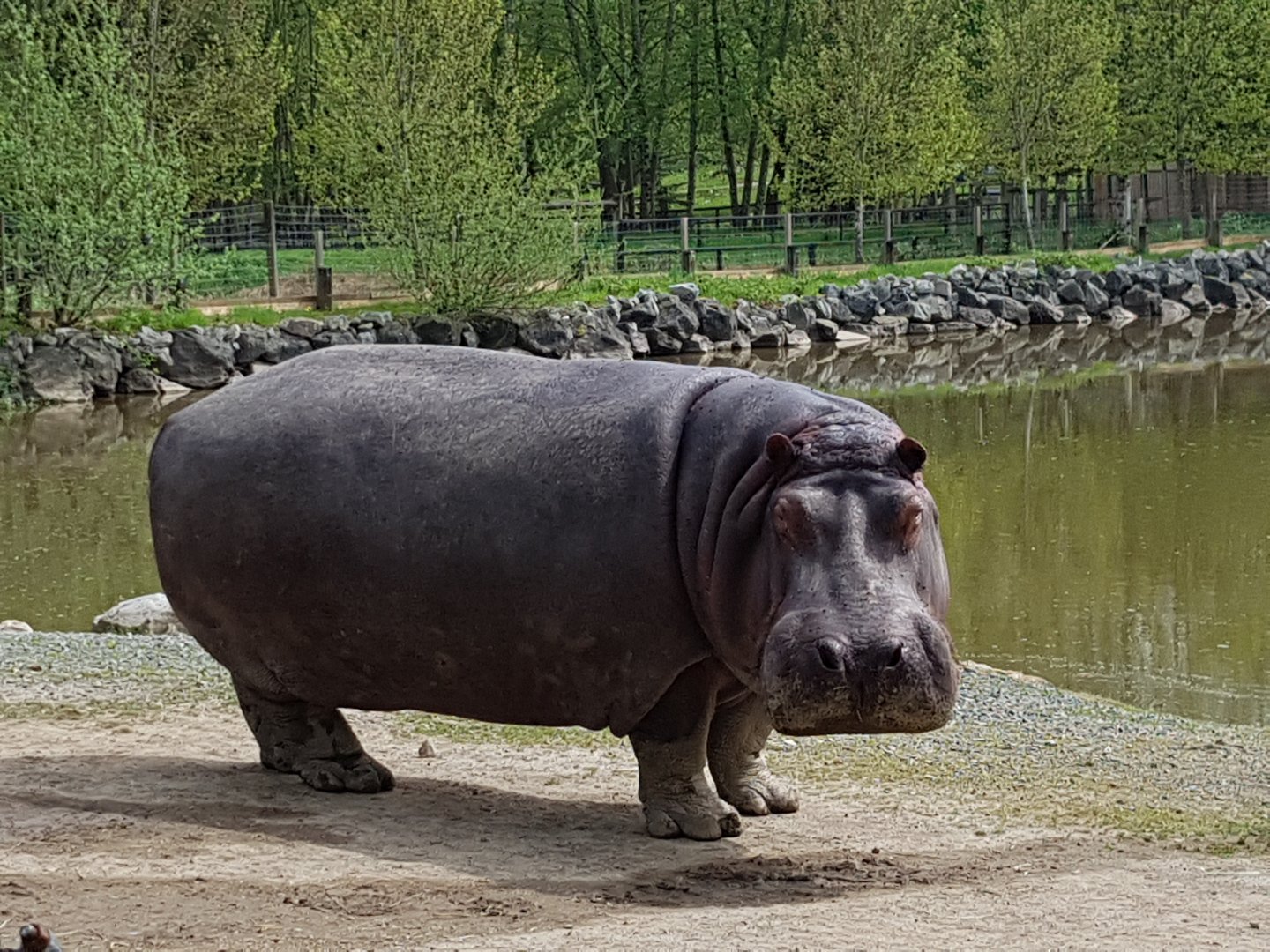 Hazina - Common Hippopotamus