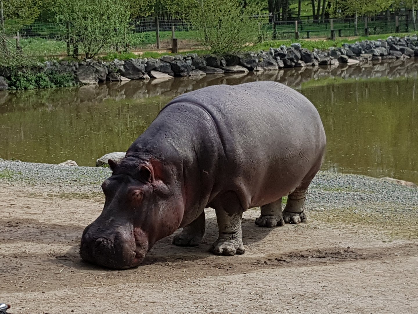 Hazina - Common Hippopotamus