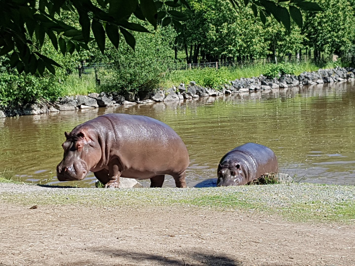 Hazina & Haben (Common Hippopotamuses)