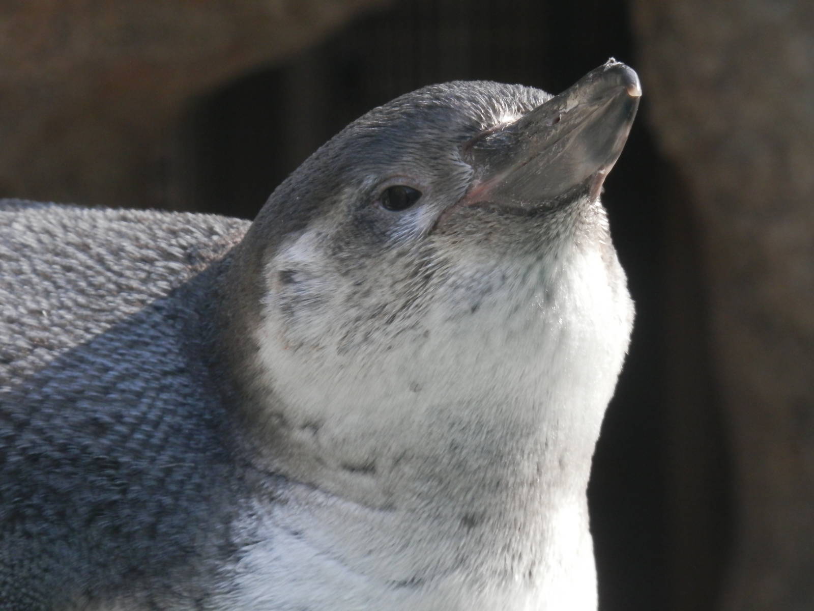 He/She still has a baby face though!