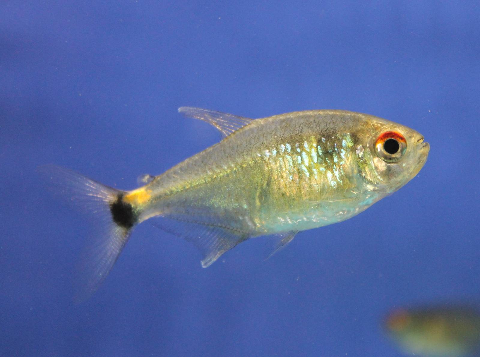 Head-and-tail light tetra