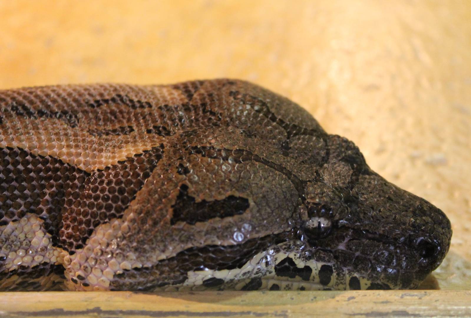 Head Dumeril's boa