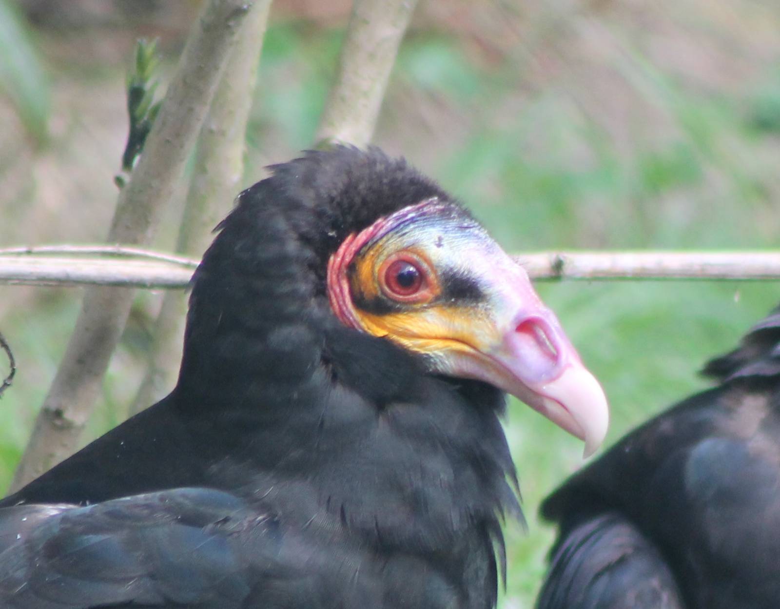 Head Little Yellow-headed vulture