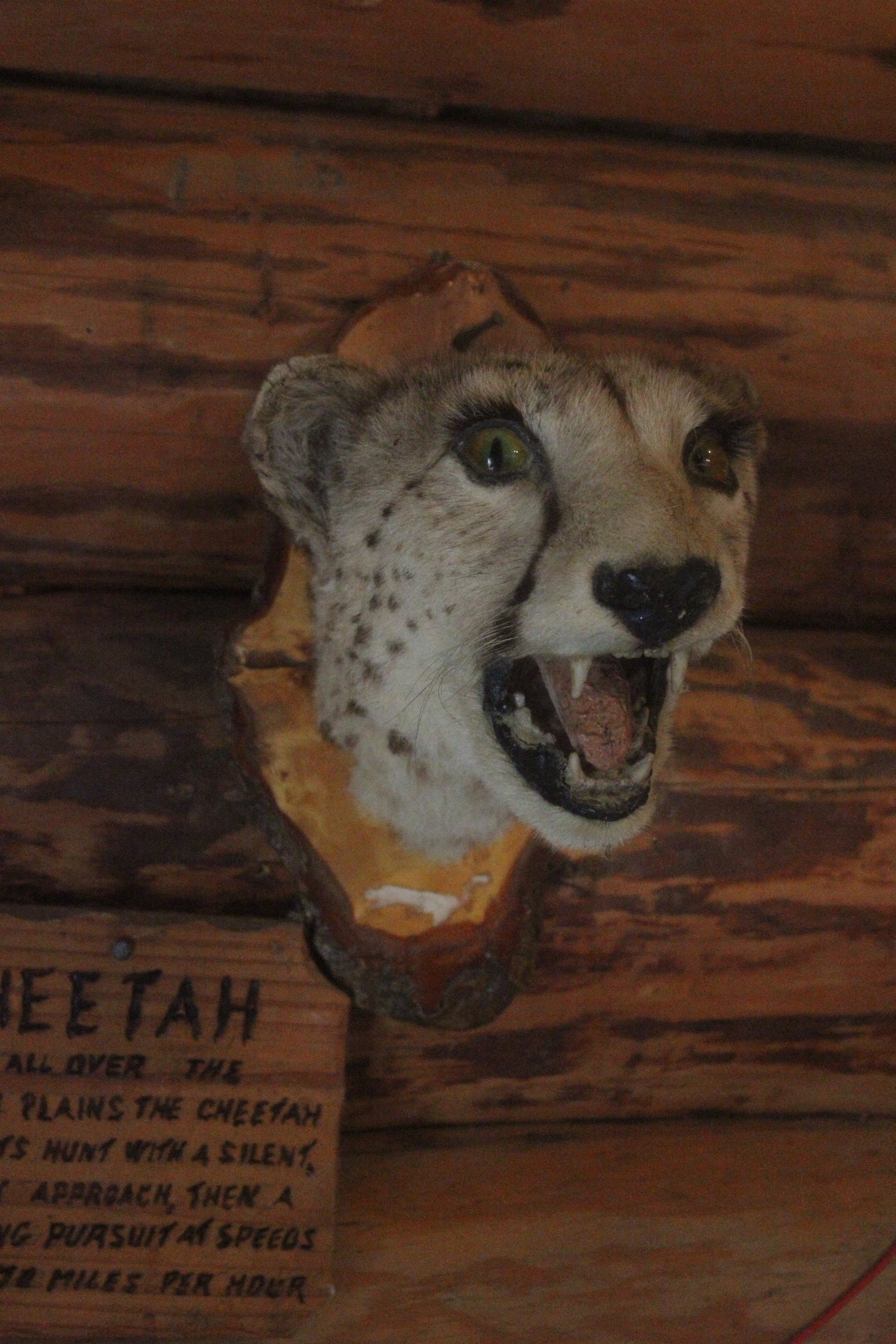 Head mount of Cheetah, Kahutara Taxidermy Gallery