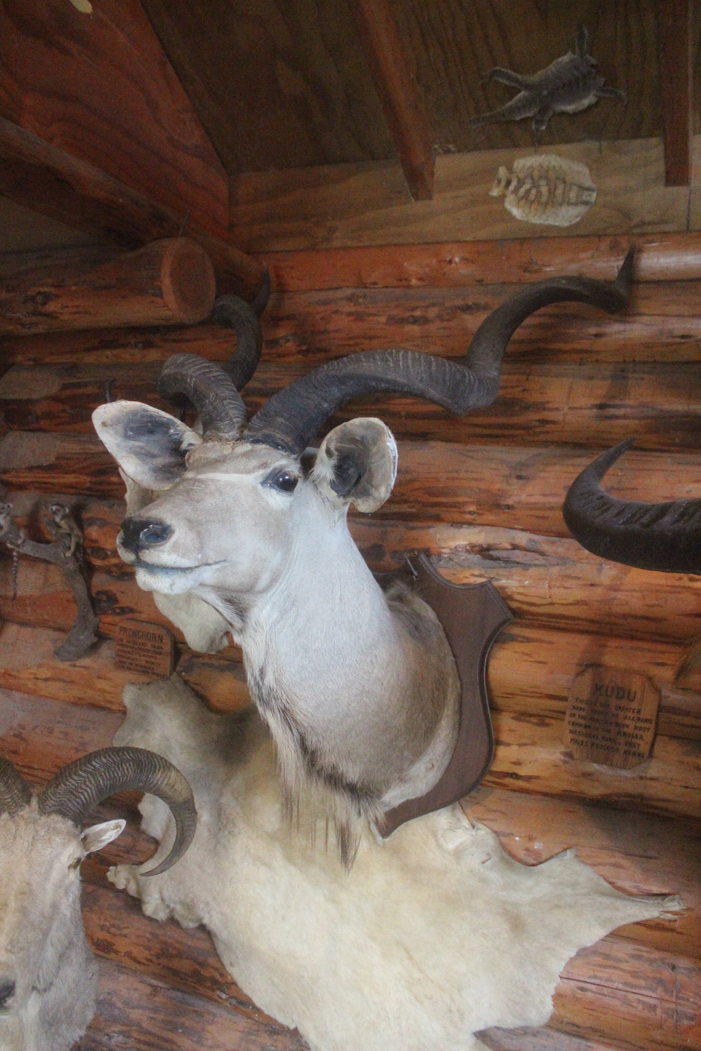 Head mount of Greater Kudu, Kahutara Taxidermy Gallery