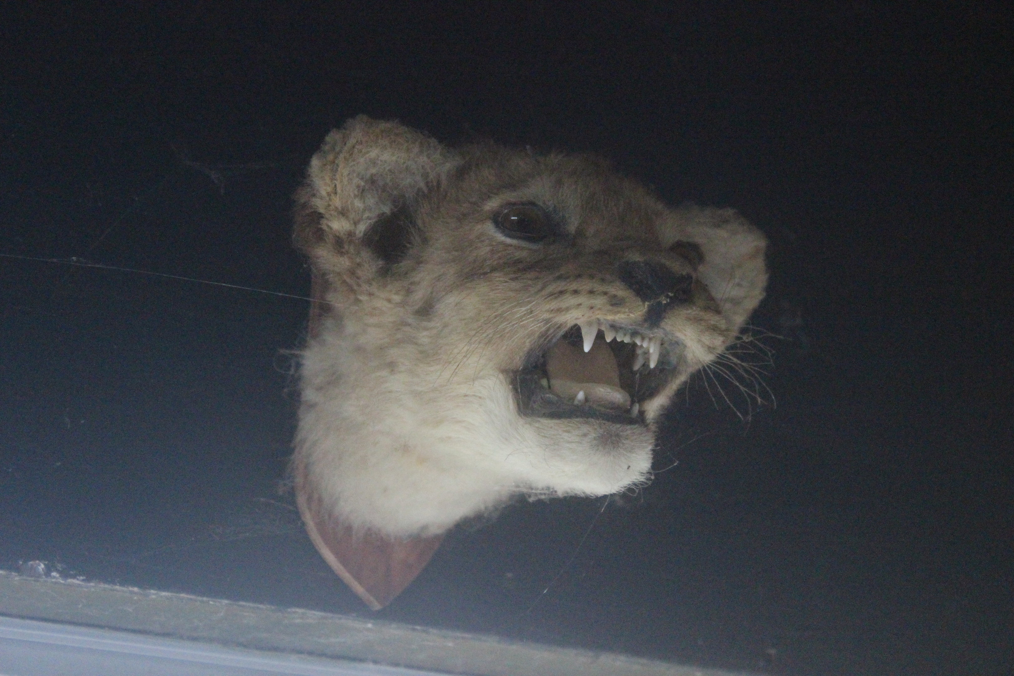 Head mount of Lion cub, Kahutara Taxidermy Gallery