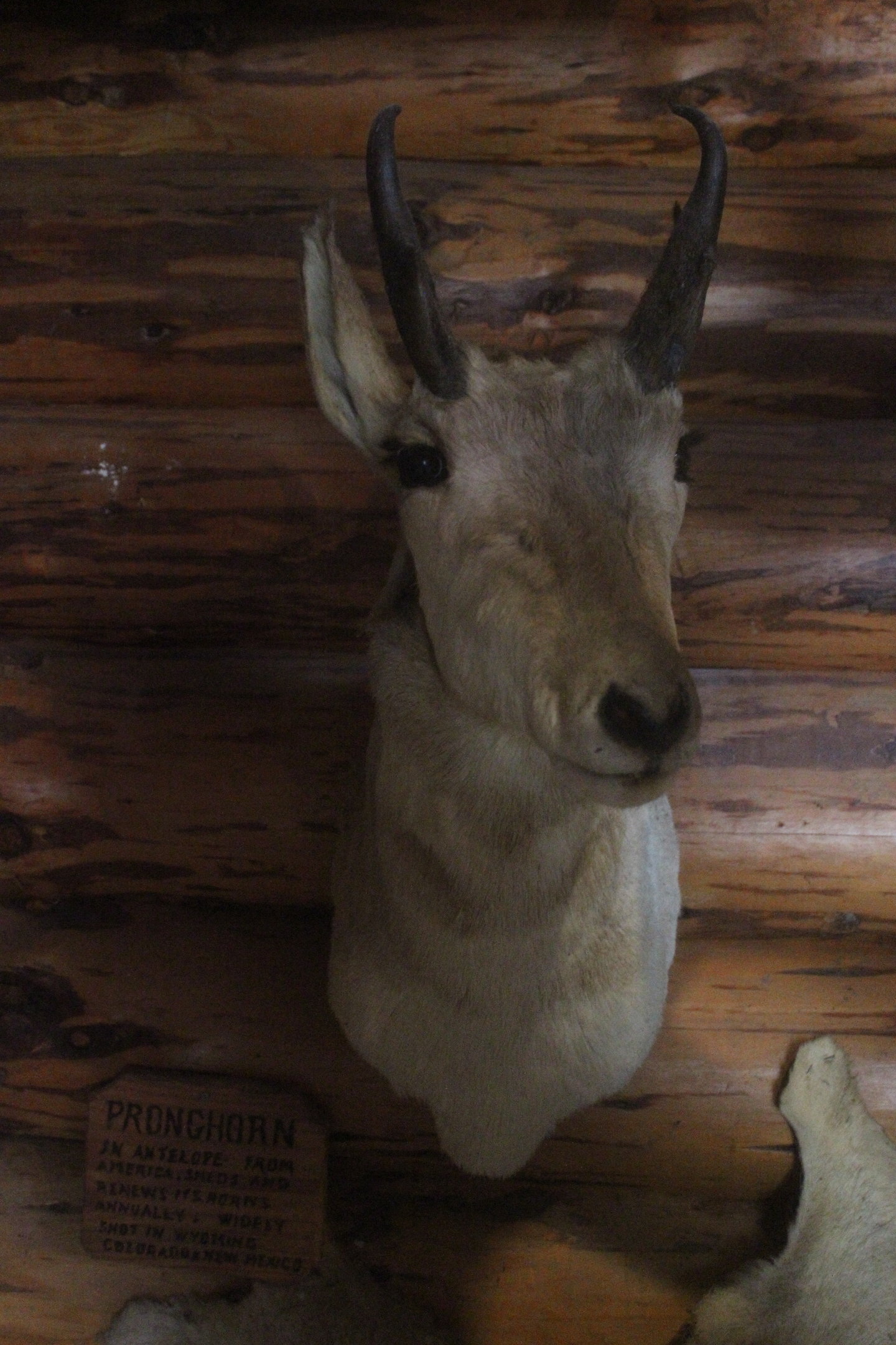 Head mount of Pronghorn, Kahutara Taxidermy Gallery
