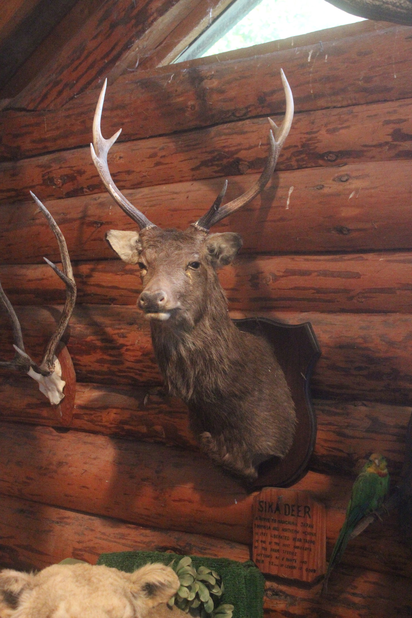 Head mount of Sika Deer, Kahutara Taxidermy Gallery