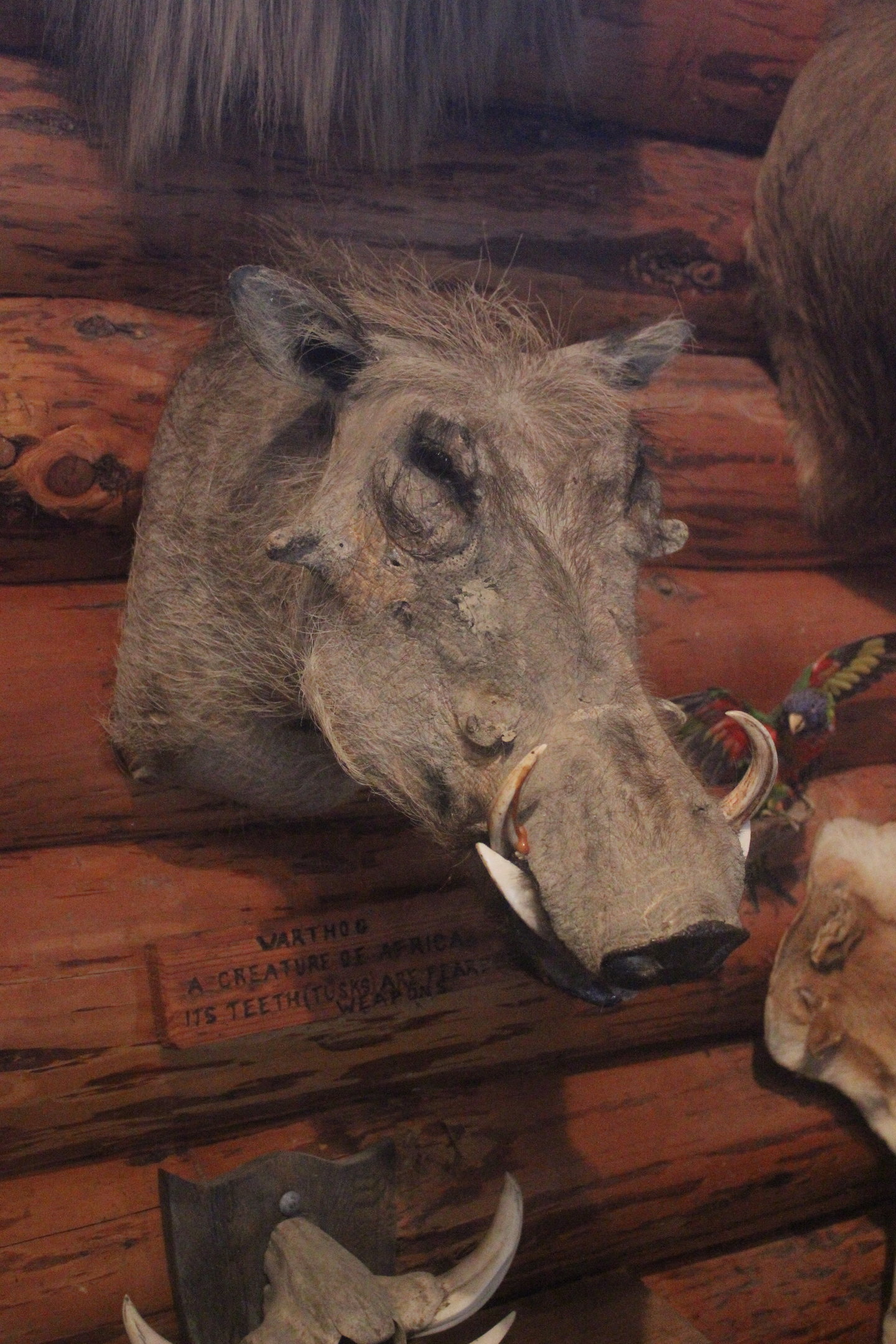 Head mount of Warthog, Kahutara Taxidermy Gallery