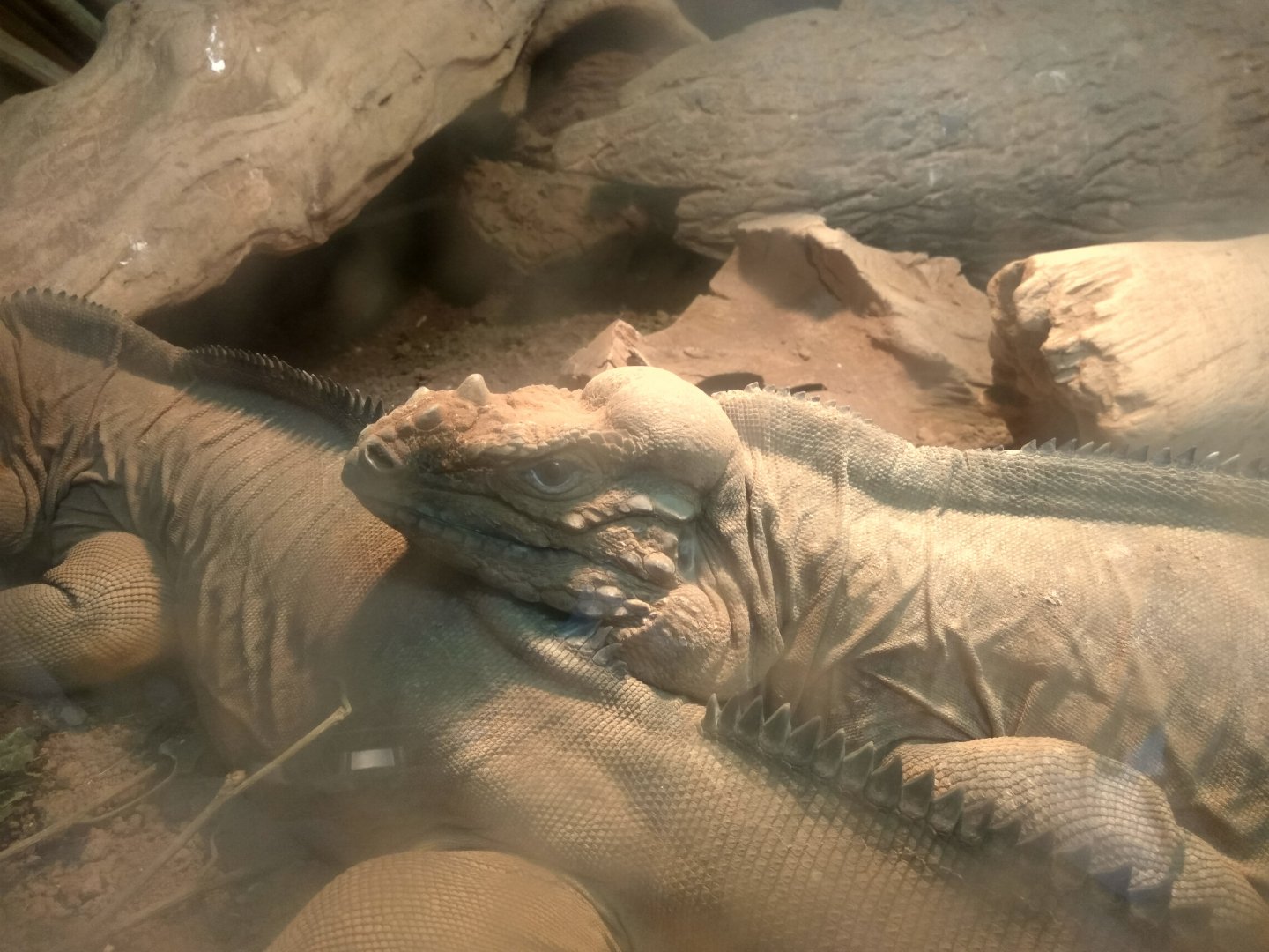 head of a rhinoceros iguana