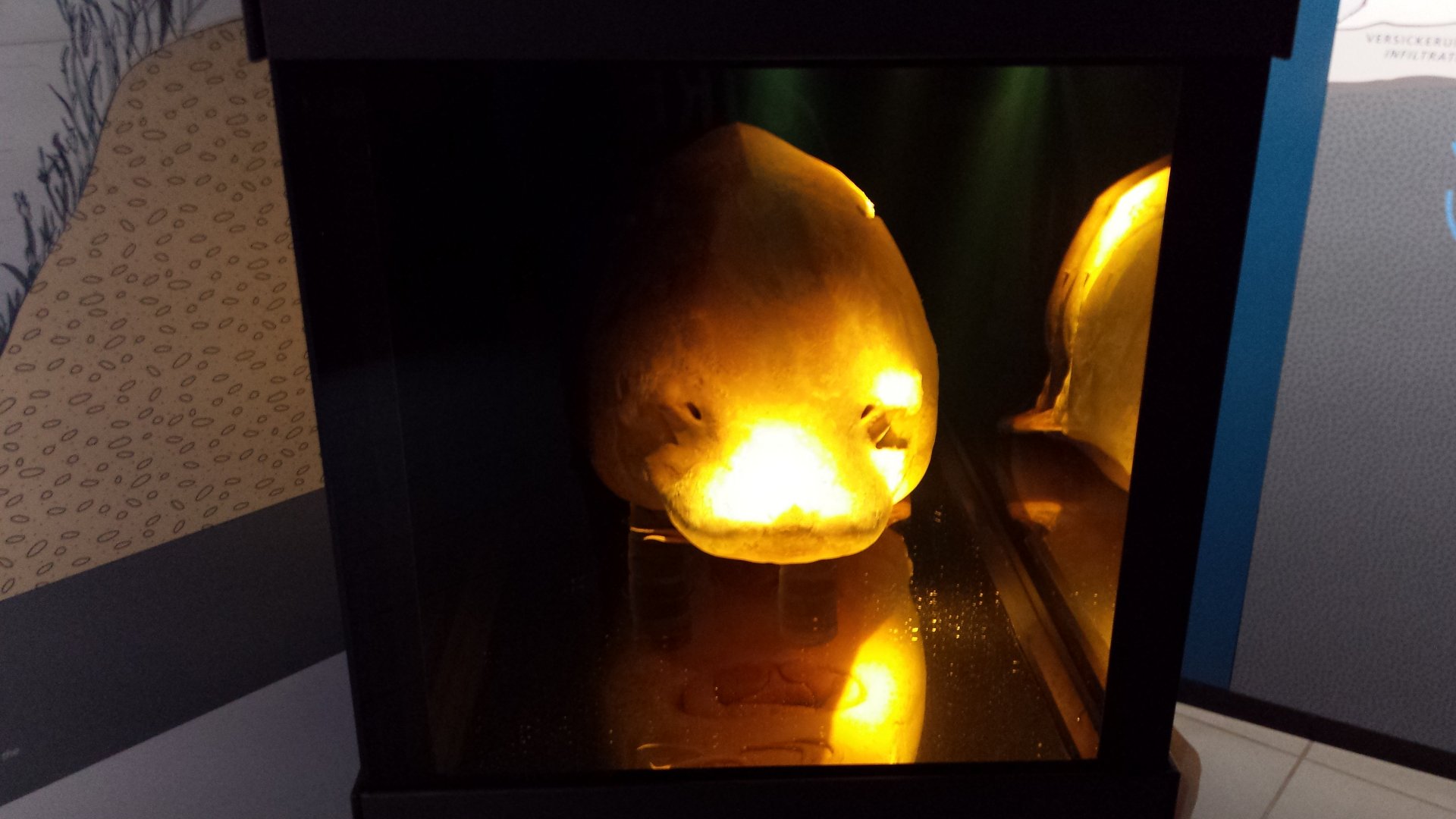 Head of a sturgeon at Museum Koenig Bonn
