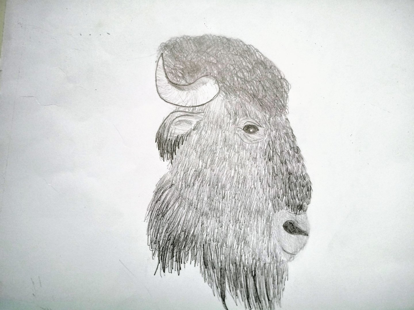 Head of an European bison