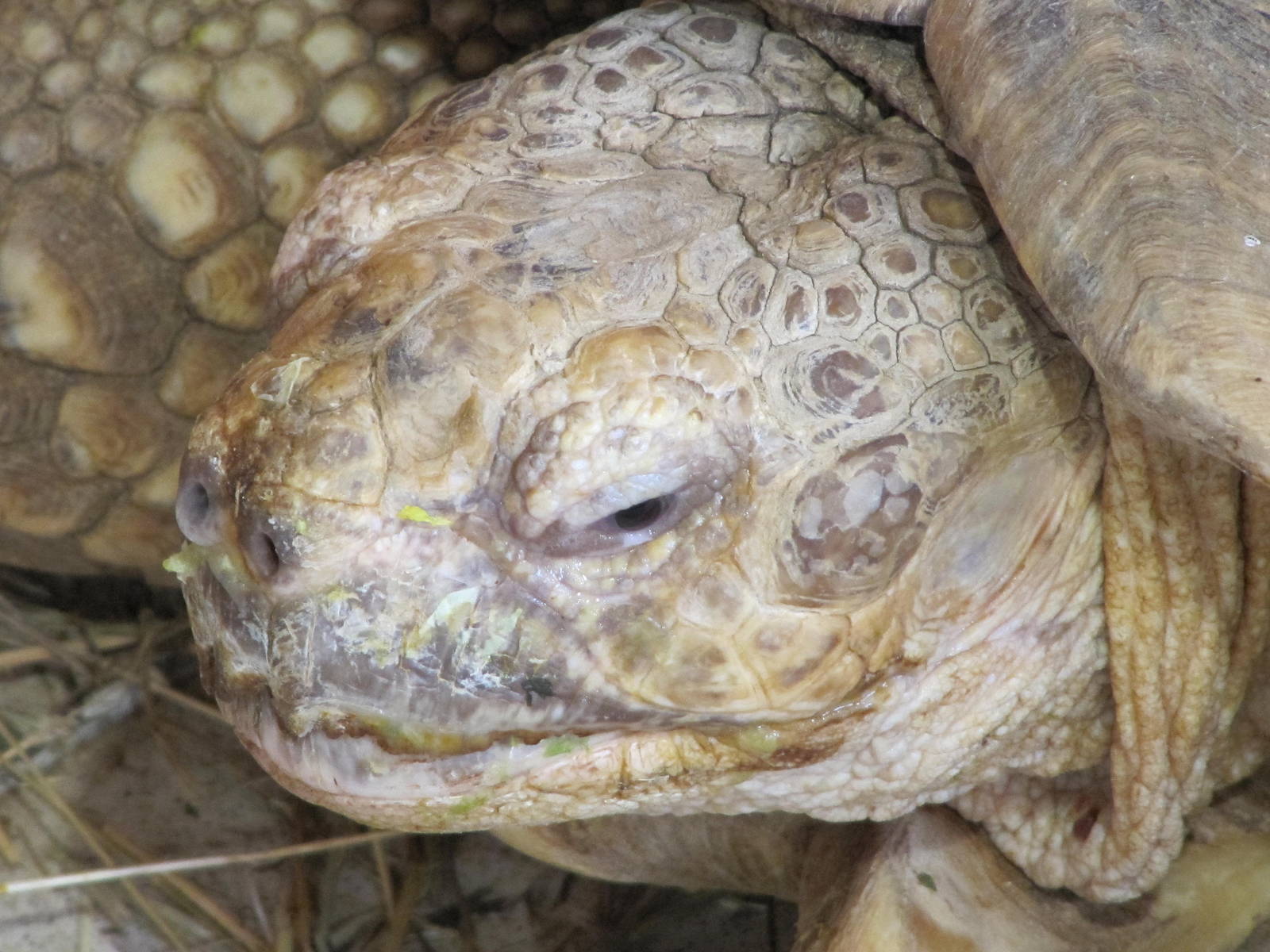 Head of Giant Tortoise - Colchester Zoo 11/07/14