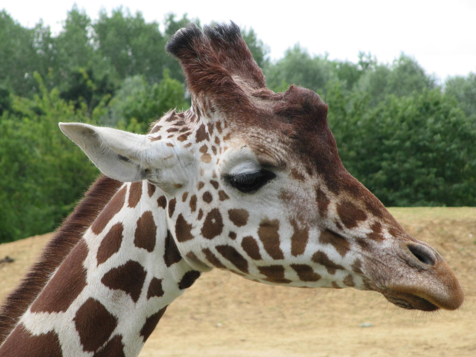 Head of Reticulated giraffe on 06/08/2016