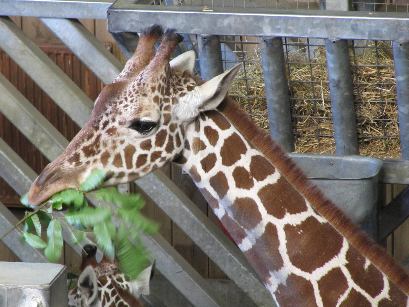 Head of Reticulated Giraffe