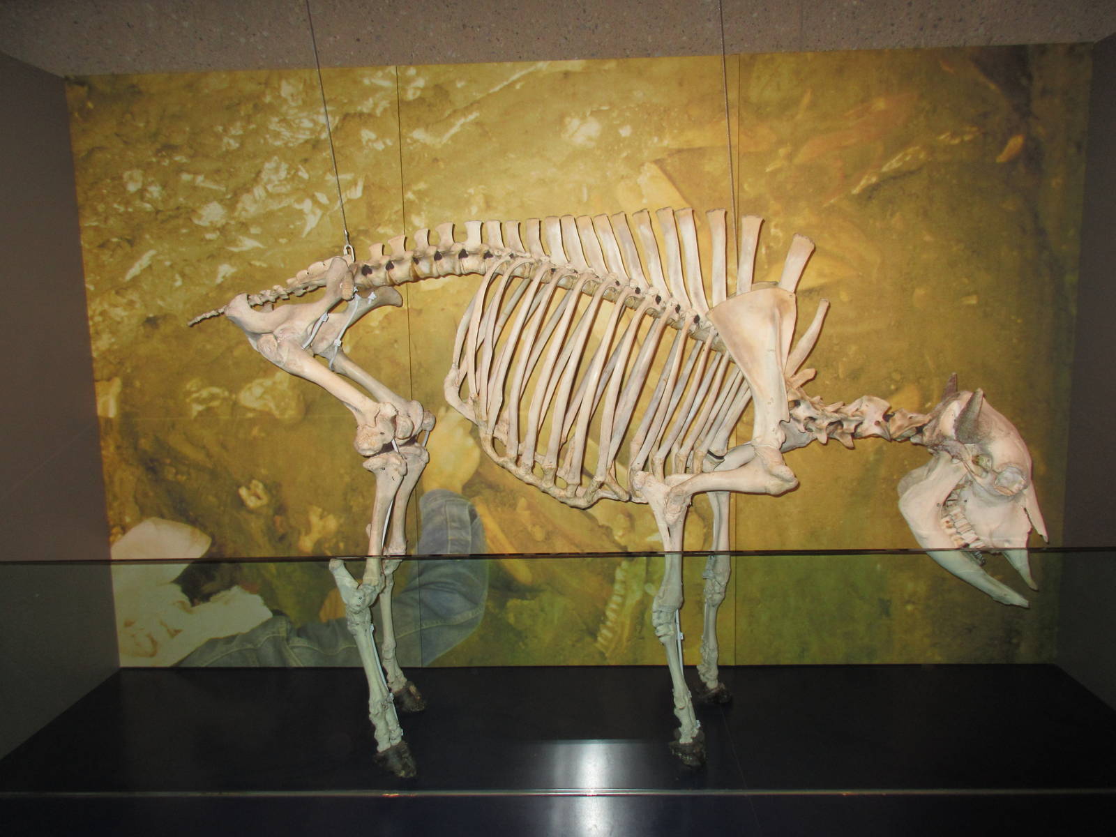 Head-Smashed-In Buffalo Jump - Bison Skeleton