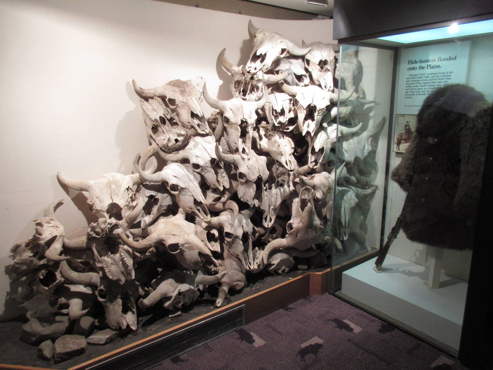 Head-Smashed-In Buffalo Jump - Bison Skulls