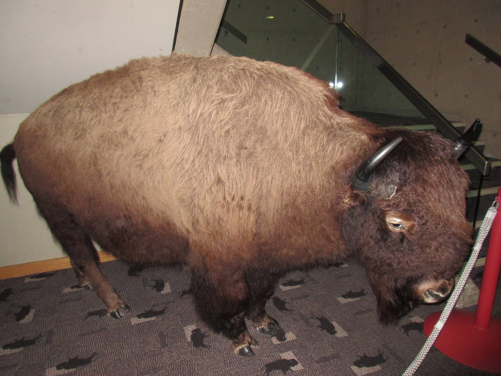 Head-Smashed-In Buffalo Jump - Stuffed Bison