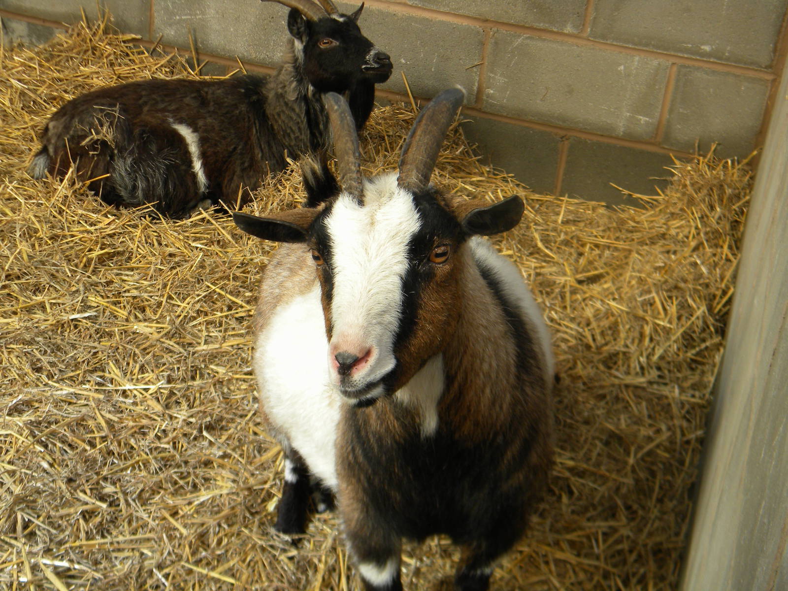Headbutty and Izzy the African Pygmy Goats at Blackpool Zoo 10th April 2011