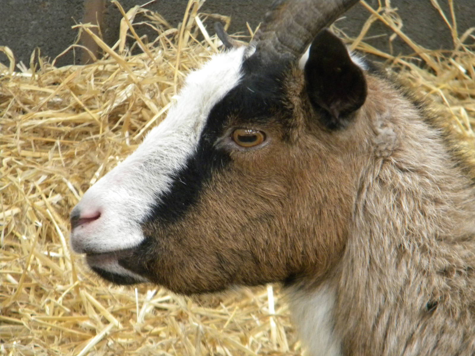 Headbutty the West African Pygmy Goat at Blackpool Zoo 14/05/11