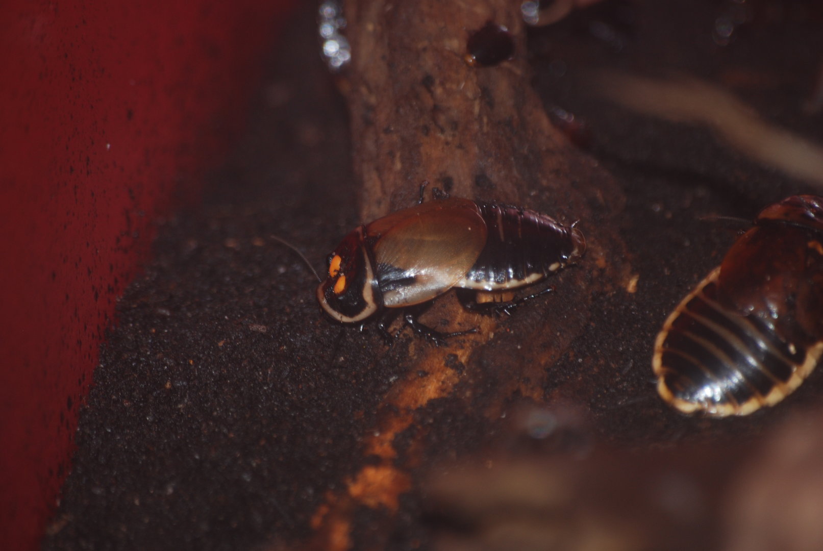 Headlight cockroach at BugzUK Parc