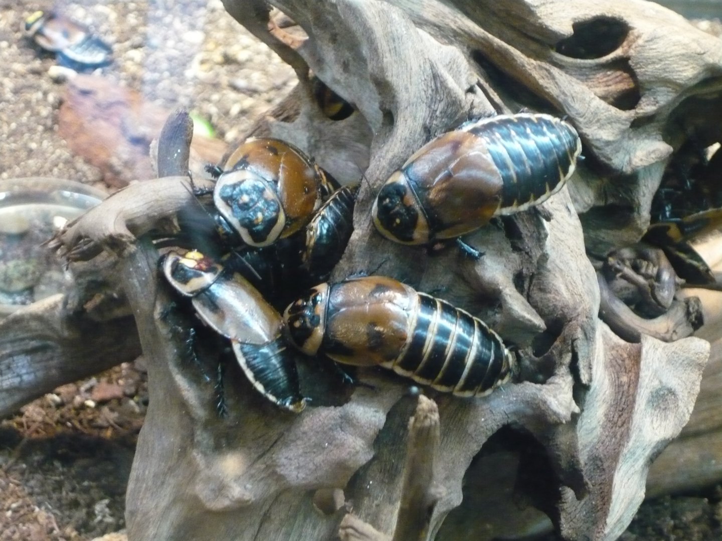 Headlight cockroaches (Lucihormetica subcincta)