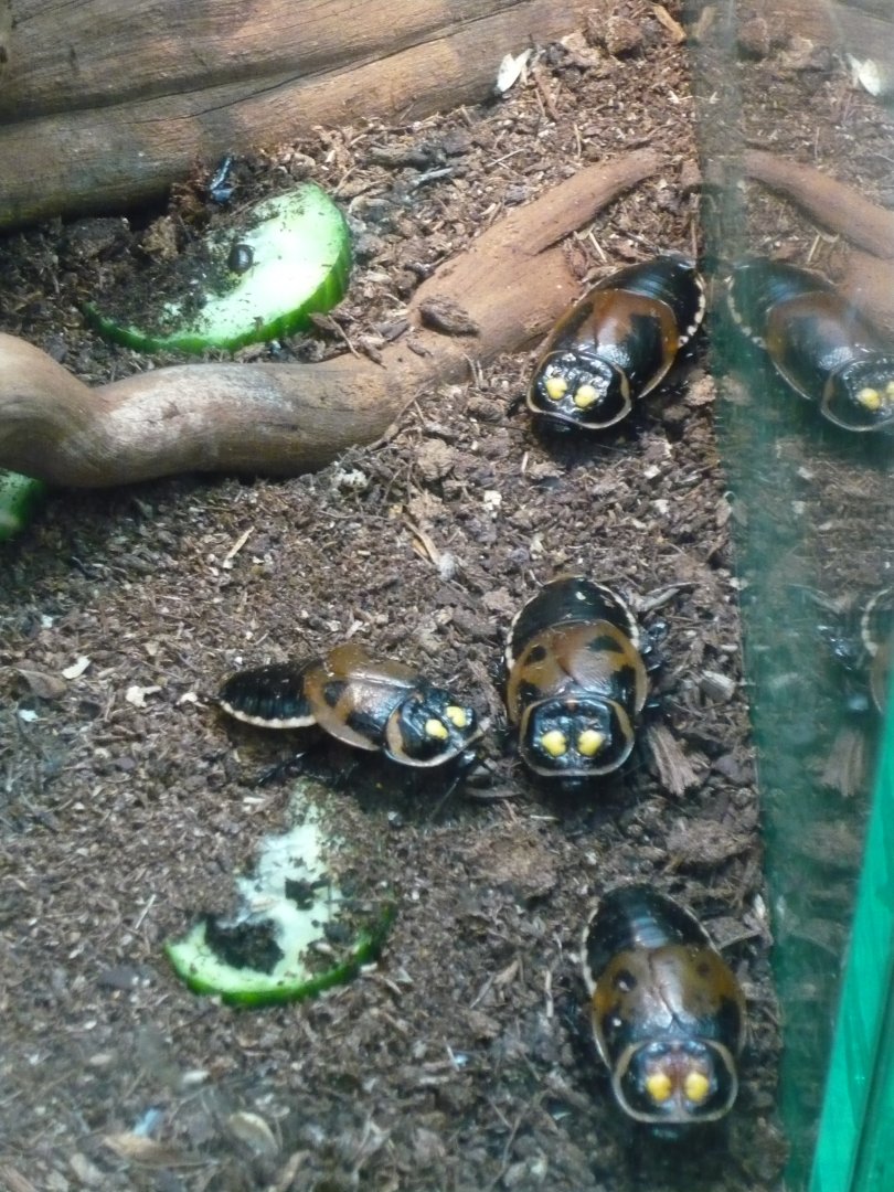 Headlight cockroaches (Lucihormetica subcincta)