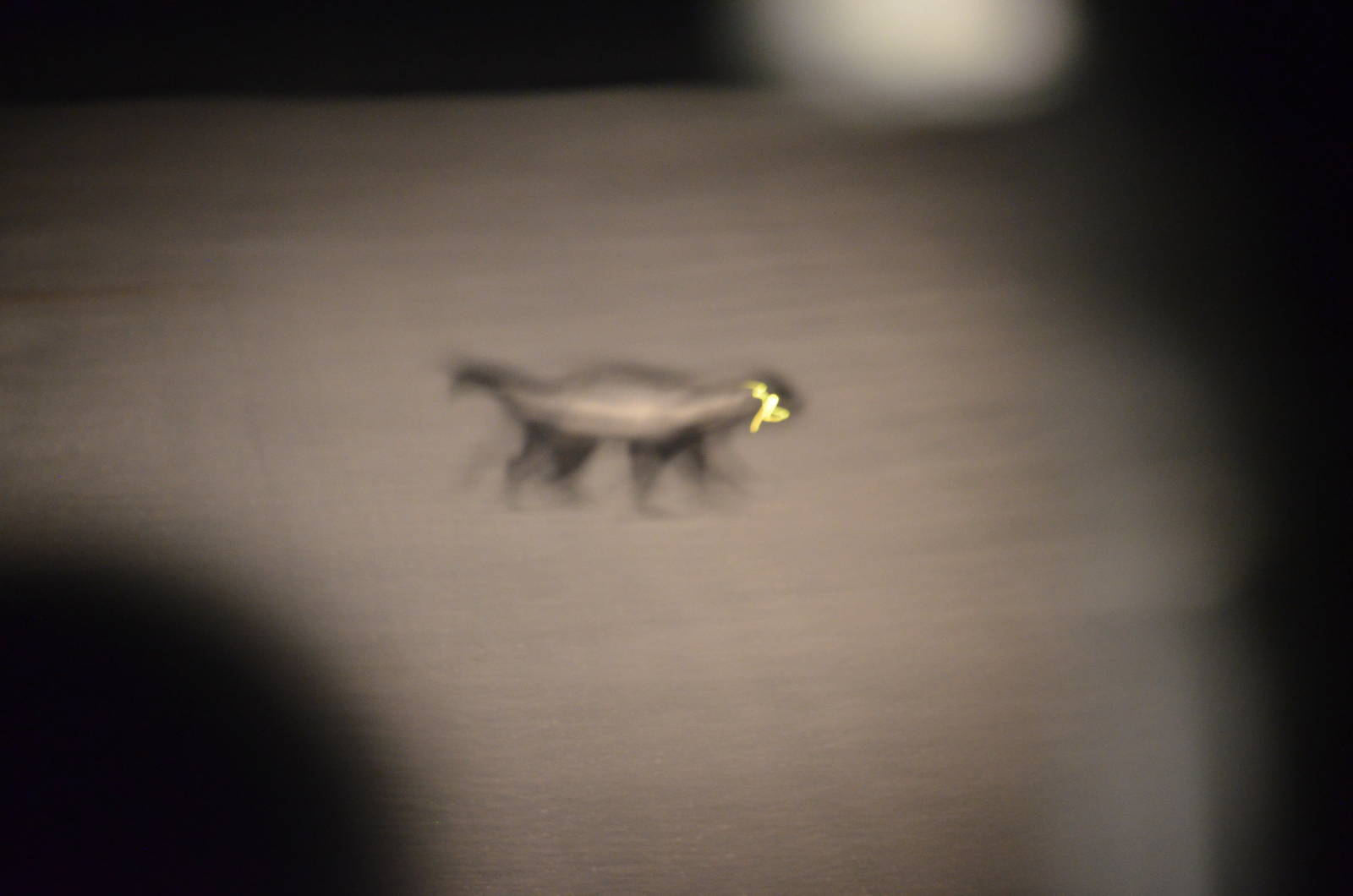 Headlight Honey Badger, Khwai Community Area, Botswana, 24/04/16