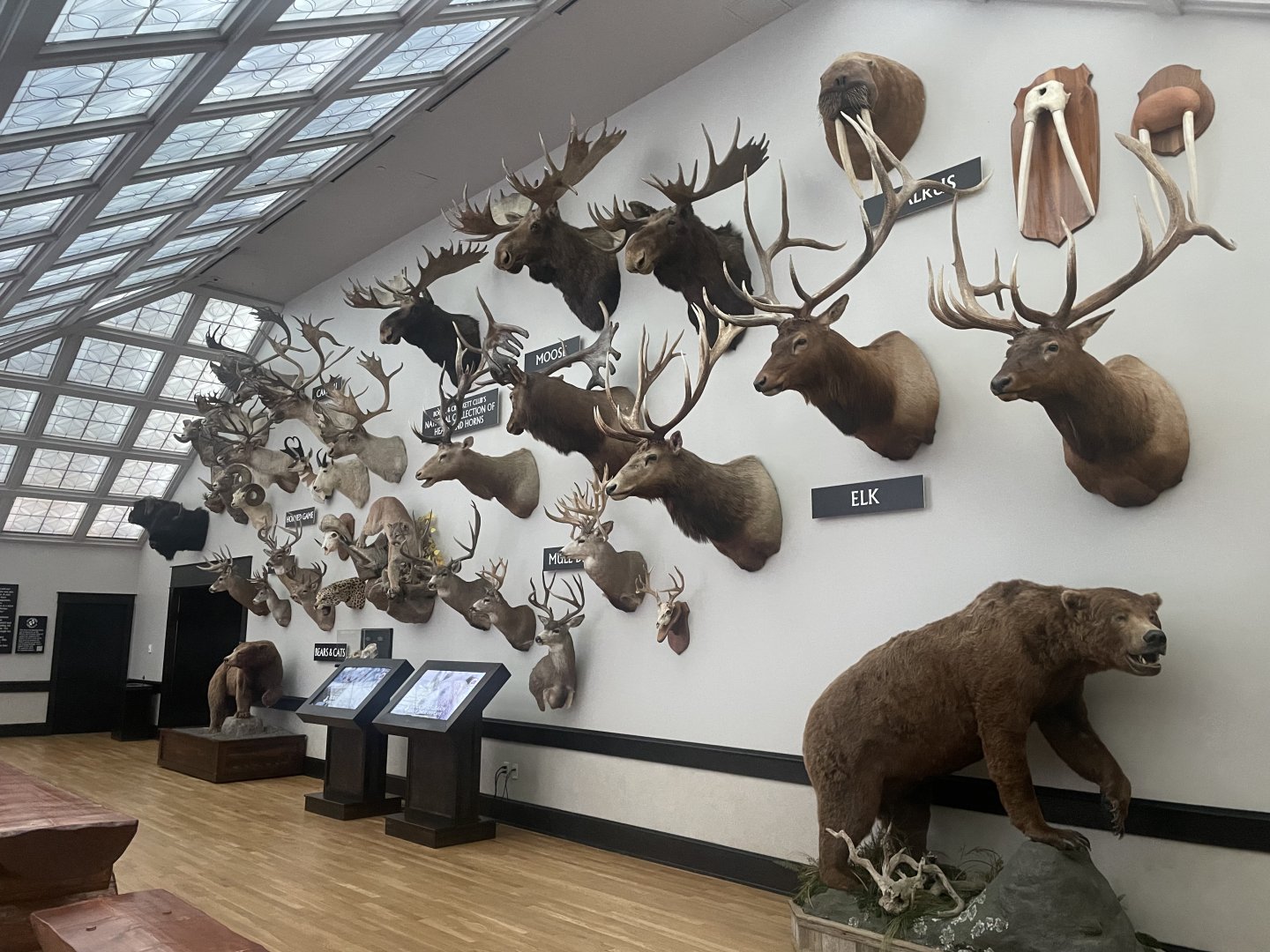 Heads and Horns Room