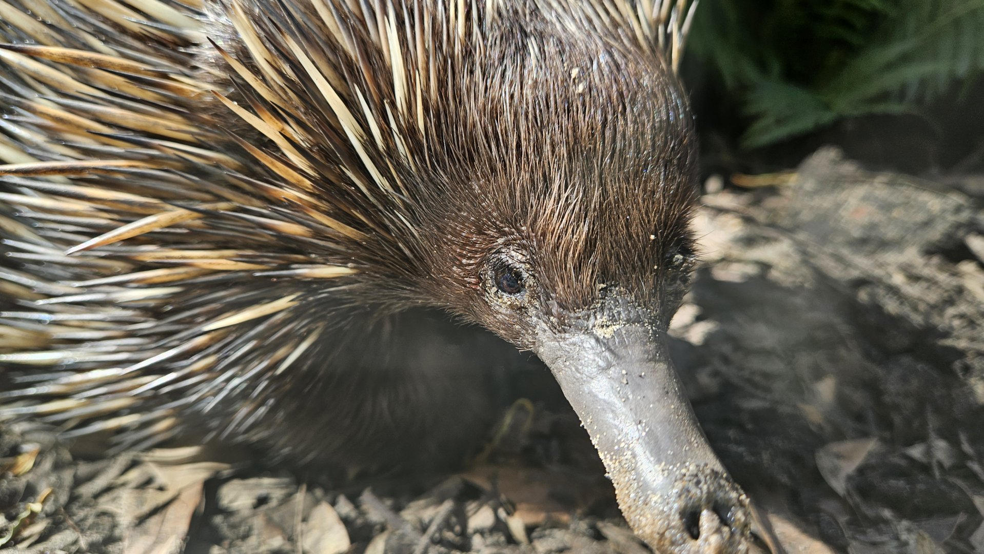 Headshot of a short beaked echina