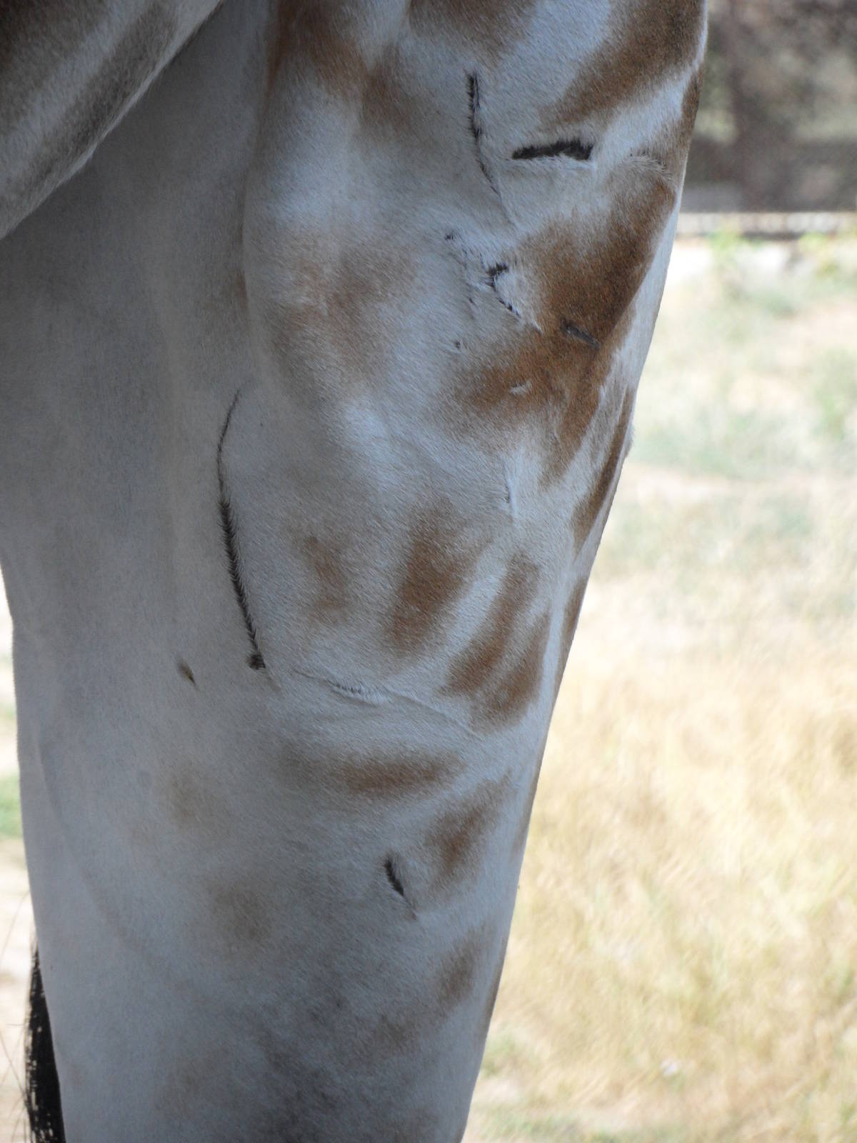 Healed scratches on back leg of giraffe