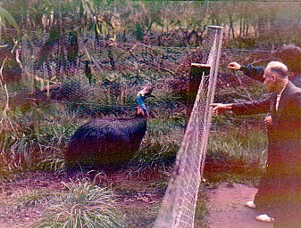 Healesvile Sanctuary 1973 Cassowary