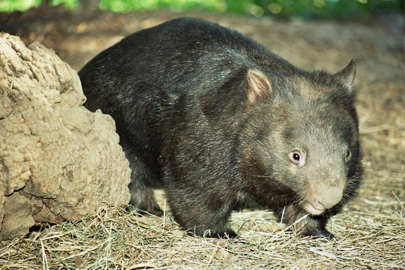 Healesville Sanctuary 2007