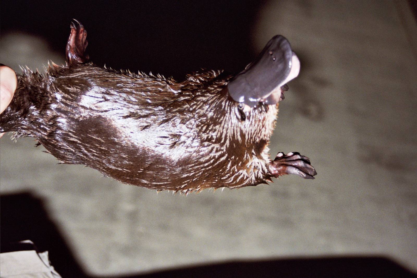 Healesville Sanctuary 2007