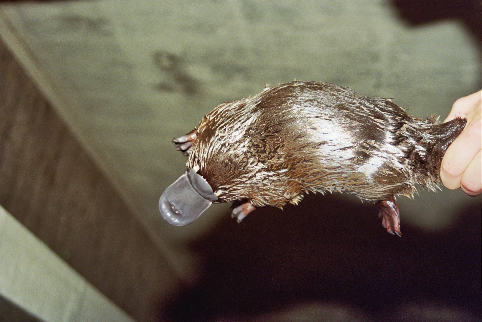 Healesville Sanctuary 2007