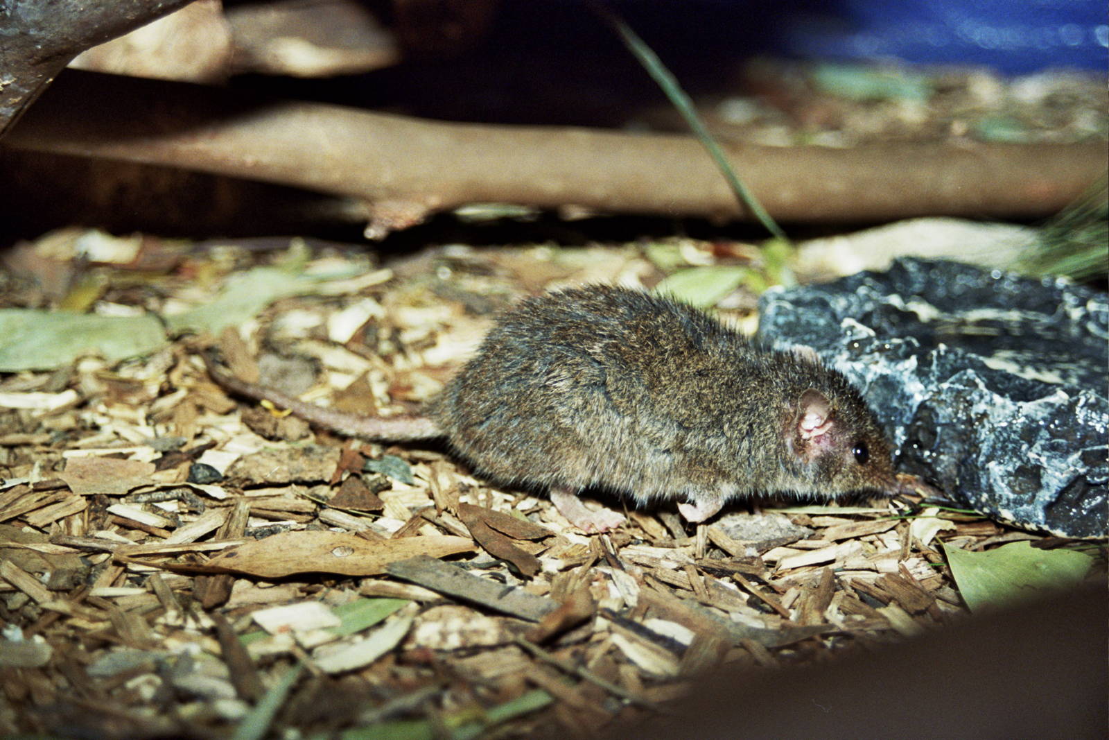 Healesville Sanctuary 2007