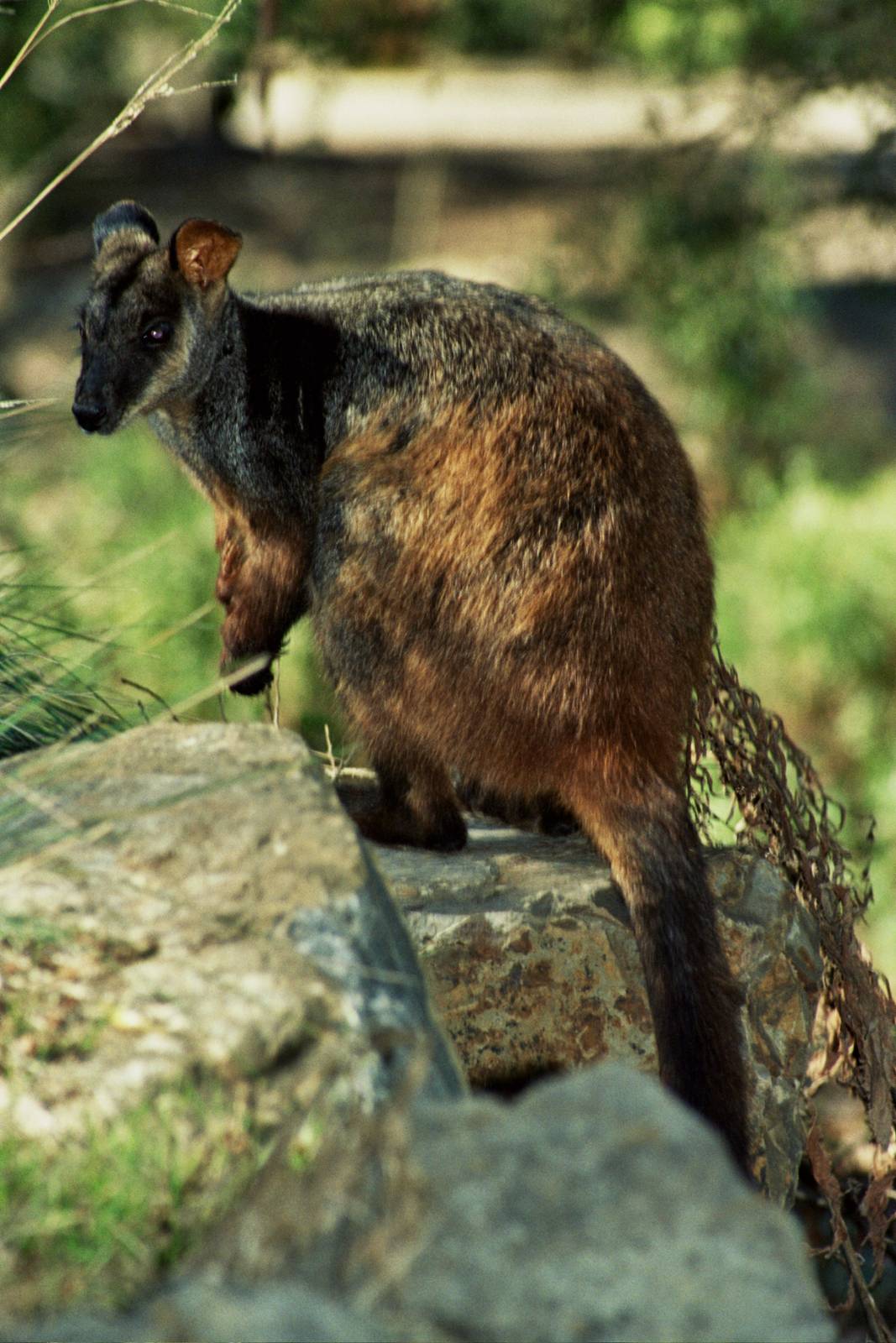 Healesville Sanctuary 2007